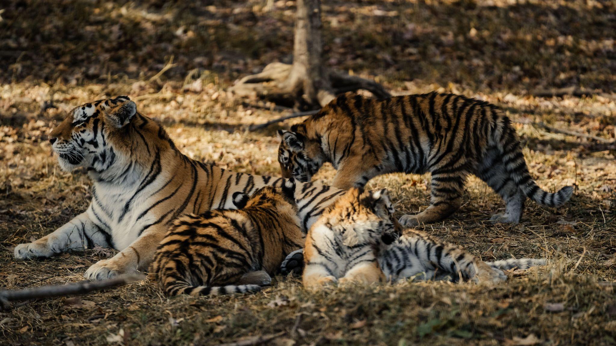 Tadoba-Andhari Tiger Reserve