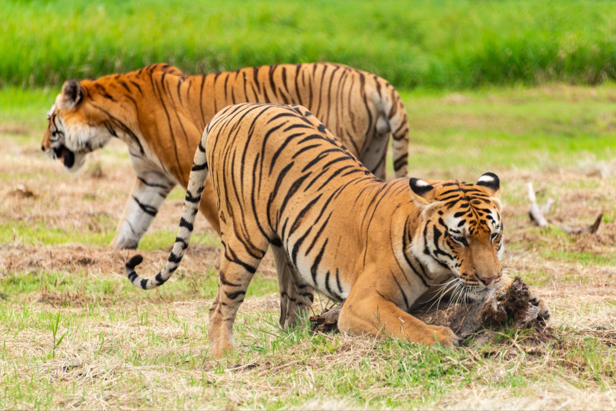 Satpura National Park
