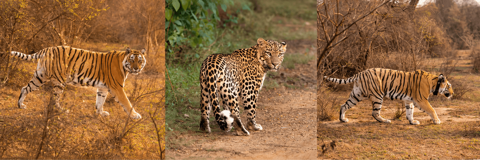Sariska Tiger Reserve