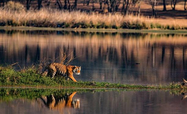 Kanha