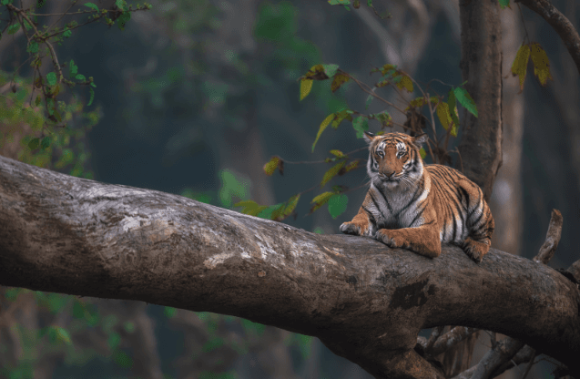 Jim Corbett National Park